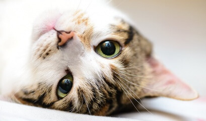 ​Entenda as expressões e posturas do seu gato