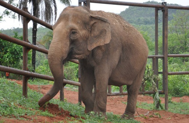 Depois de 40 anos em cativeiro, elefantes resgatados do circo são devolvidos à natureza, no Brasil.