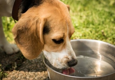 Como incentivar seu cachorro a beber mais água
