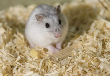Conheça os principais cuidados para um roedor de estimação
