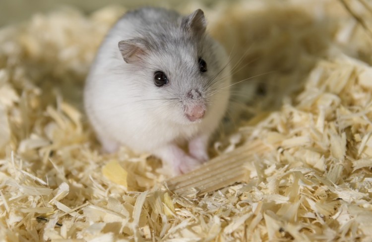 Conheça os principais cuidados para um roedor de estimação