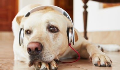 Música para cachorro: veja os benefícios de deixar o seu pet ouvir música