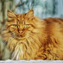 Conheça as 5 principais doenças que atingem os gatos