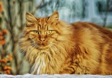 Conheça as 5 principais doenças que atingem os gatos